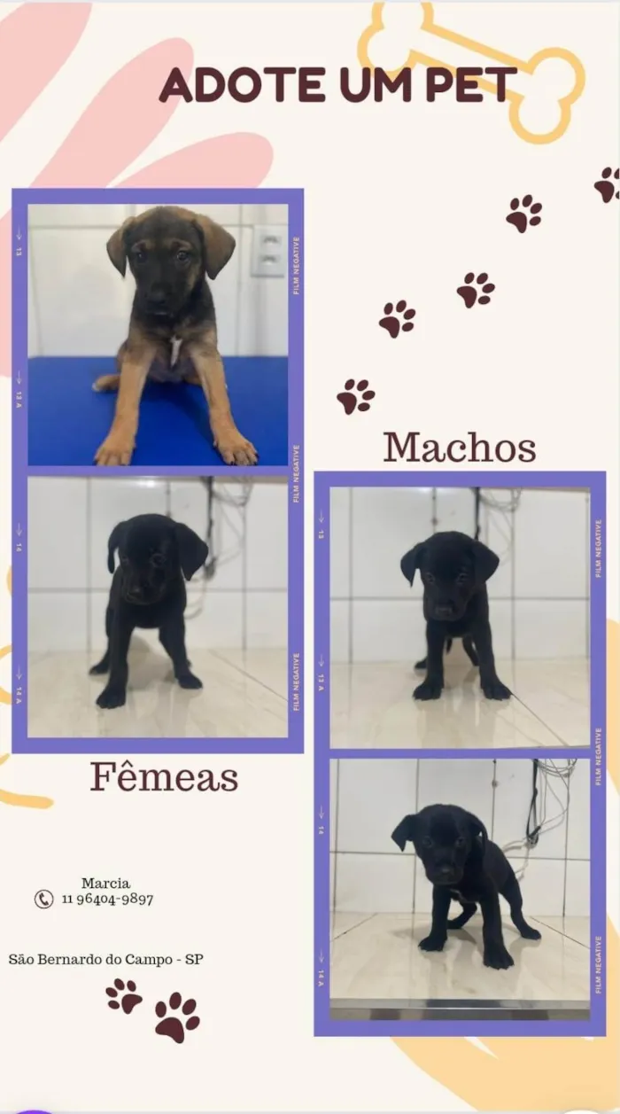 Cachorro ra a Srd idade Abaixo de 2 meses nome Filhotes resgatados para adoção 