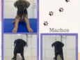 Filhotes resgatados para adoção 