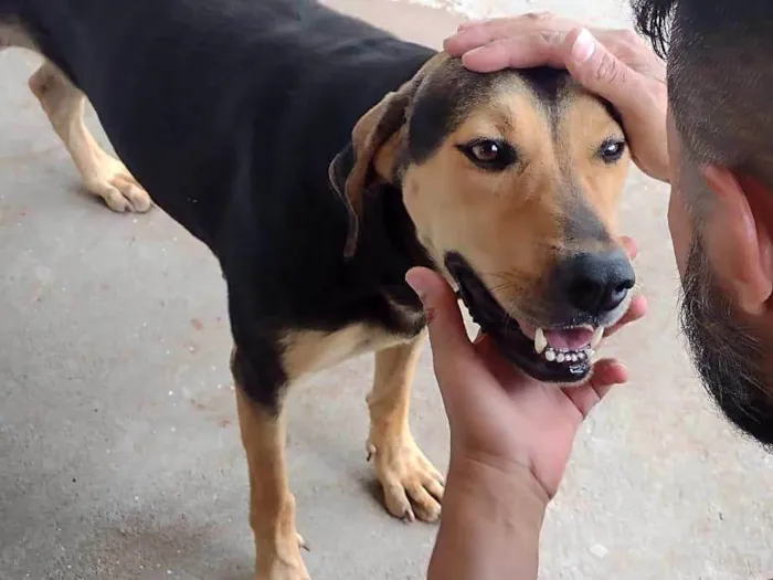 Cachorro ra a Rottweiler misturado com Pastor Alemão  idade 1 ano nome Princesa 