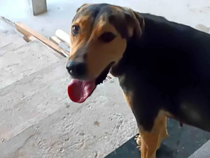 Cachorro ra a Rottweiler misturado com Pastor Alemão  idade 1 ano nome Princesa 