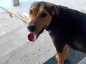 Cachorro raça Rottweiler misturado com Pastor Alemão  idade 1 ano nome Princesa 
