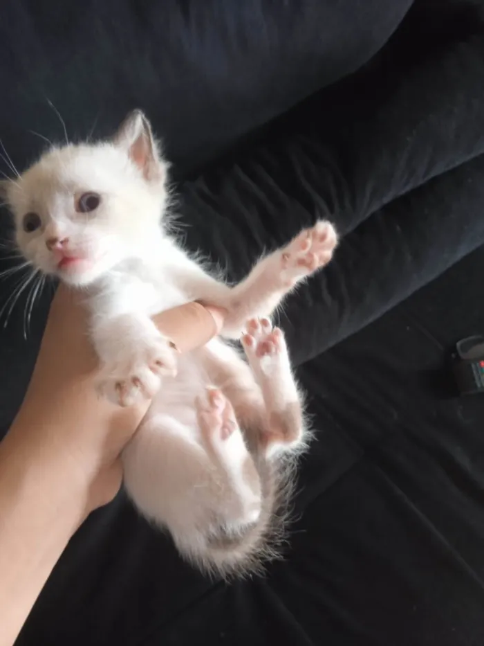 Gato ra a Não  idade Abaixo de 2 meses nome Não y