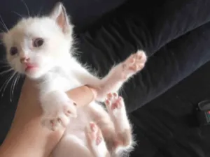 Gato raça Não  idade Abaixo de 2 meses nome Não y