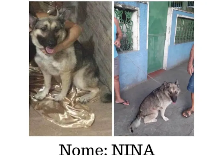 Cachorro ra a Pastor Alemão misturado  idade 6 ou mais anos nome Nina 