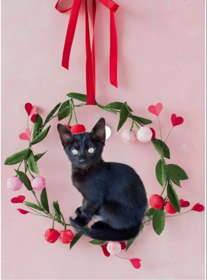 Gato ra a SRD-ViraLata idade 2 a 6 meses nome Sushi bb2meses 