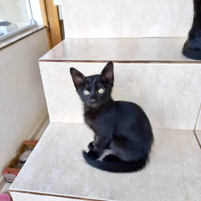 Gato ra a SRD-ViraLata idade 2 a 6 meses nome Sushi bb2meses 