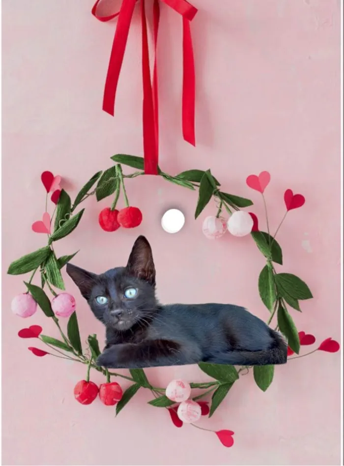 Gato ra a SRD-ViraLata idade 2 a 6 meses nome Sushi bb2meses 