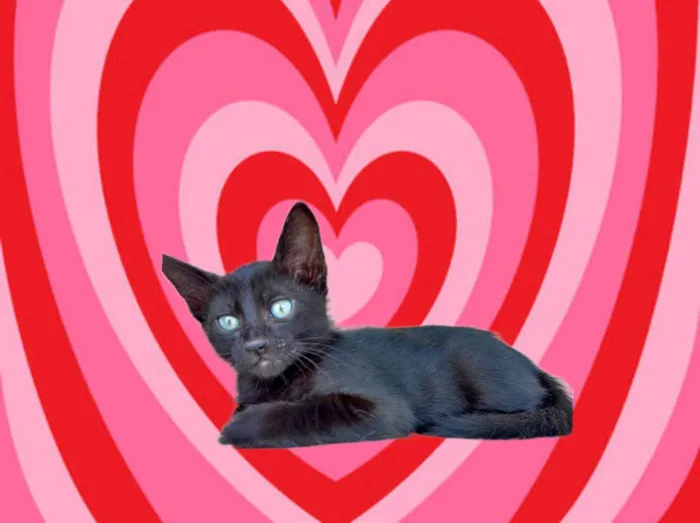 Gato ra a SRD-ViraLata idade 2 a 6 meses nome Sushi bb2meses 