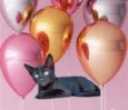 Sushi bb2meses 