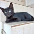 Sushi bb2meses 