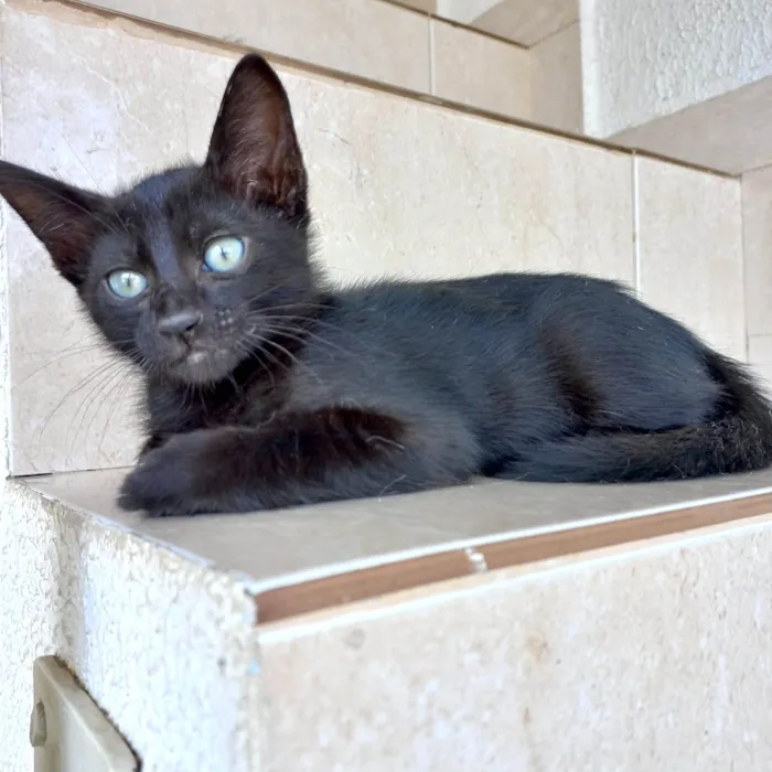 Gato ra a SRD-ViraLata idade 2 a 6 meses nome Sushi bb2meses 
