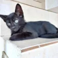 Sushi bb2meses 