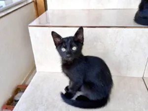 Gato raça SRD-ViraLata idade 2 a 6 meses nome Sushi bb2meses 