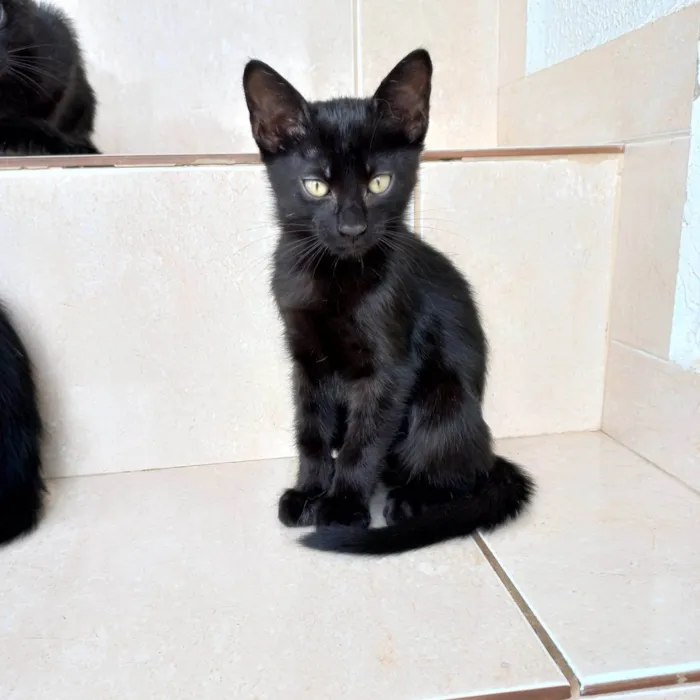 Gato ra a SRD-ViraLata idade 2 a 6 meses nome Luli bb2meses 