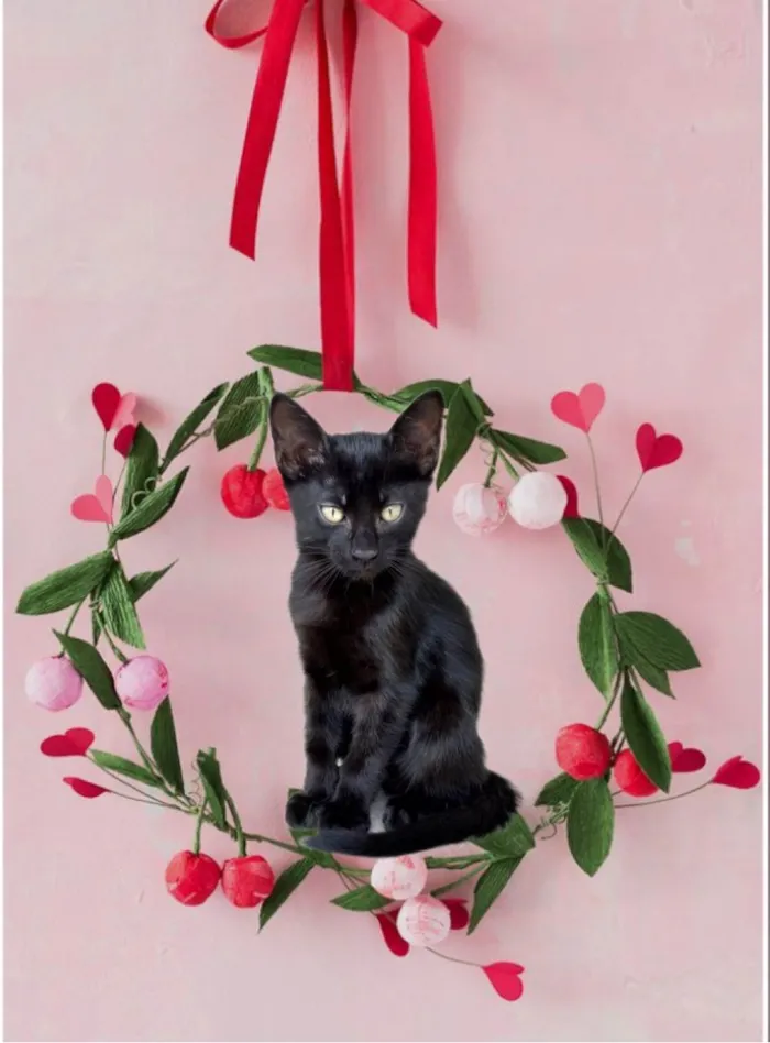 Gato ra a SRD-ViraLata idade 2 a 6 meses nome Luli bb2meses 