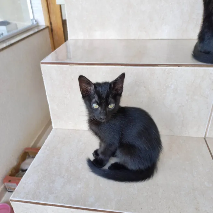 Gato ra a SRD-ViraLata idade 2 a 6 meses nome Luli bb2meses 