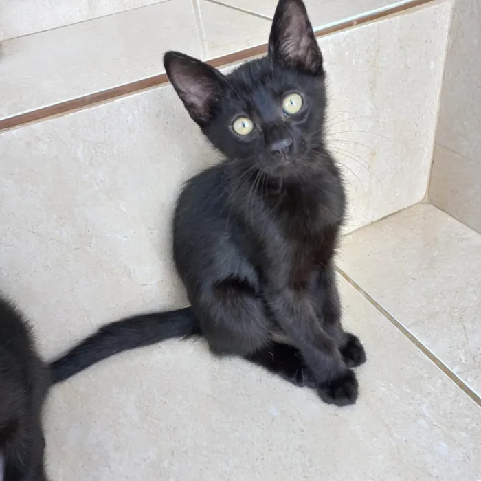 Gato ra a SRD-ViraLata idade 2 a 6 meses nome Luli bb2meses 