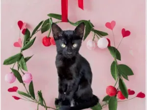 Gato raça SRD-ViraLata idade 2 a 6 meses nome Luli bb2meses 