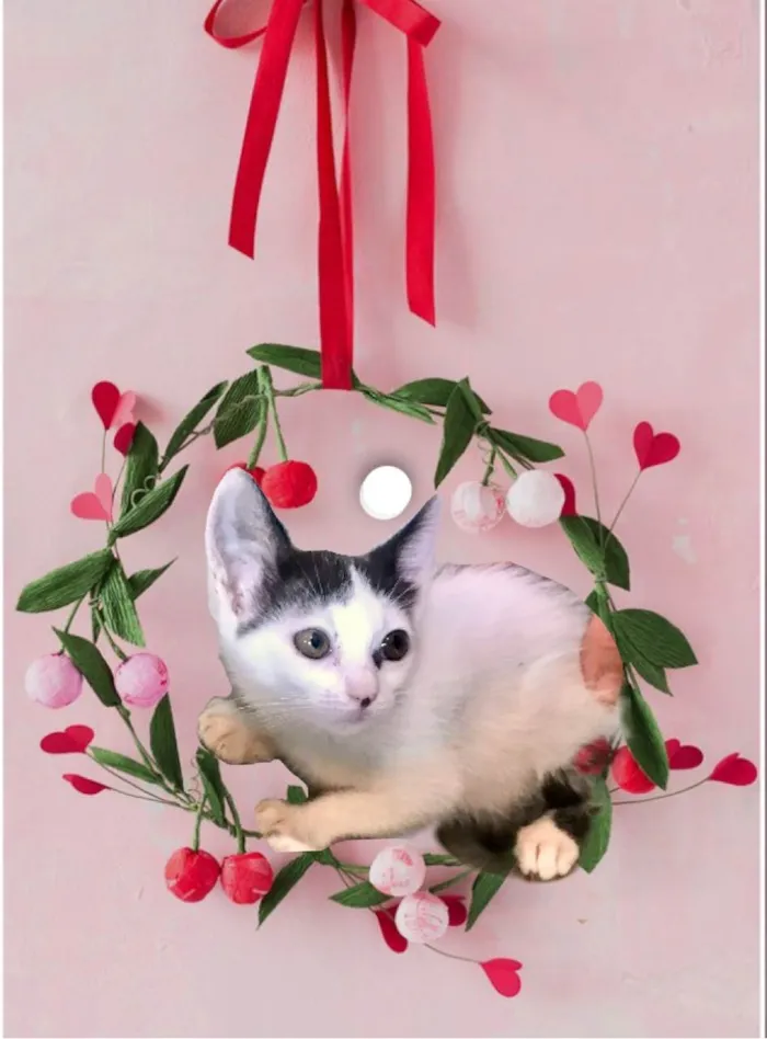 Gato ra a SRD-ViraLata idade 2 a 6 meses nome Mio bb2meses 