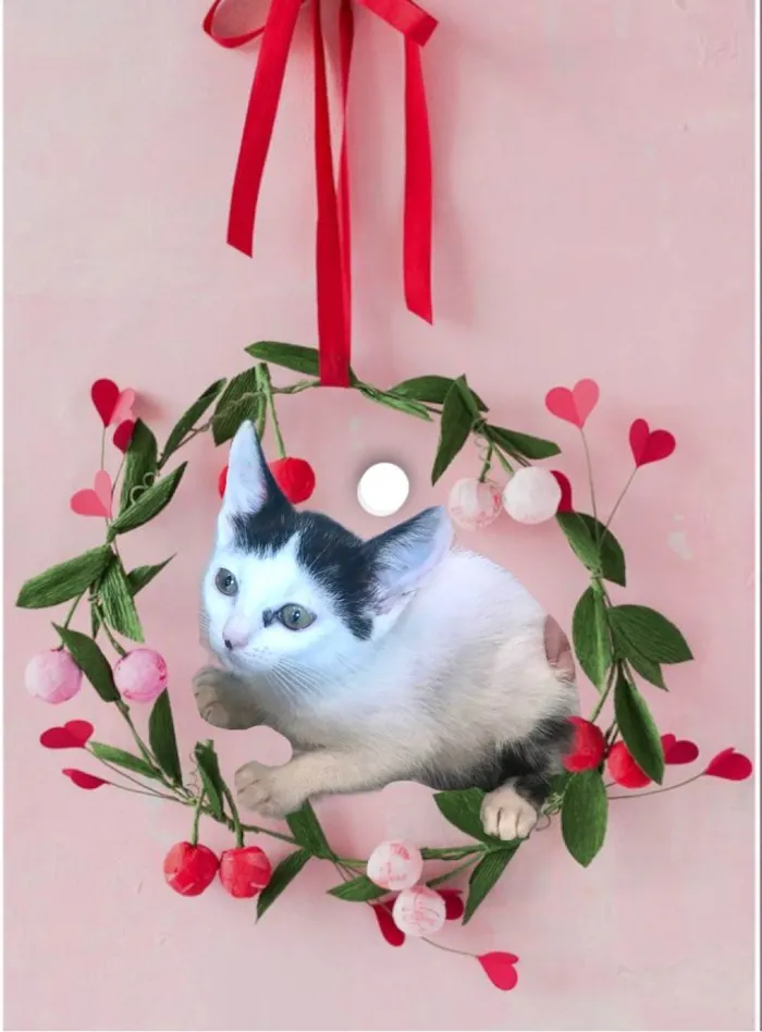 Gato ra a SRD-ViraLata idade 2 a 6 meses nome Mio bb2meses 