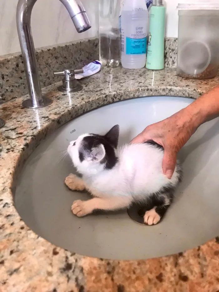 Gato ra a SRD-ViraLata idade 2 a 6 meses nome Mio bb2meses 