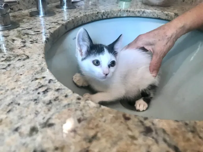 Gato ra a SRD-ViraLata idade 2 a 6 meses nome Mio bb2meses 