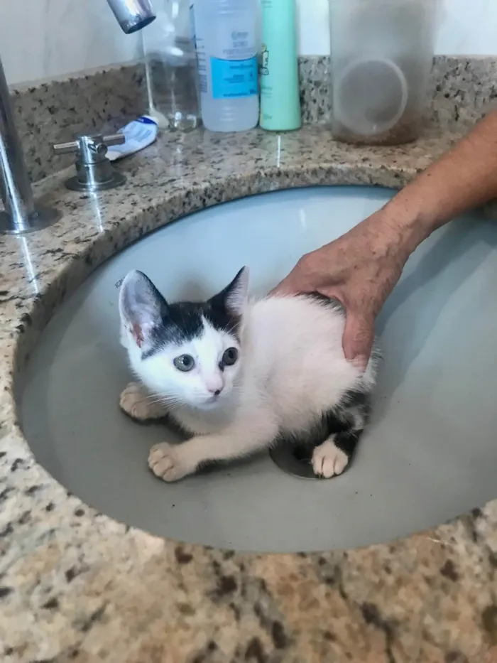 Gato ra a SRD-ViraLata idade 2 a 6 meses nome Mio bb2meses 