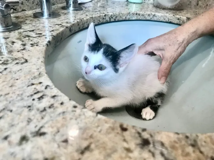 Gato ra a SRD-ViraLata idade 2 a 6 meses nome Mio bb2meses 