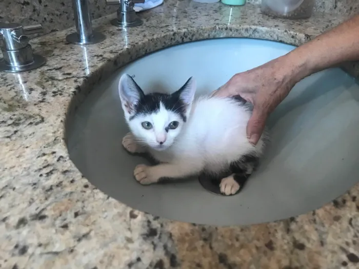Gato ra a SRD-ViraLata idade 2 a 6 meses nome Mio bb2meses 