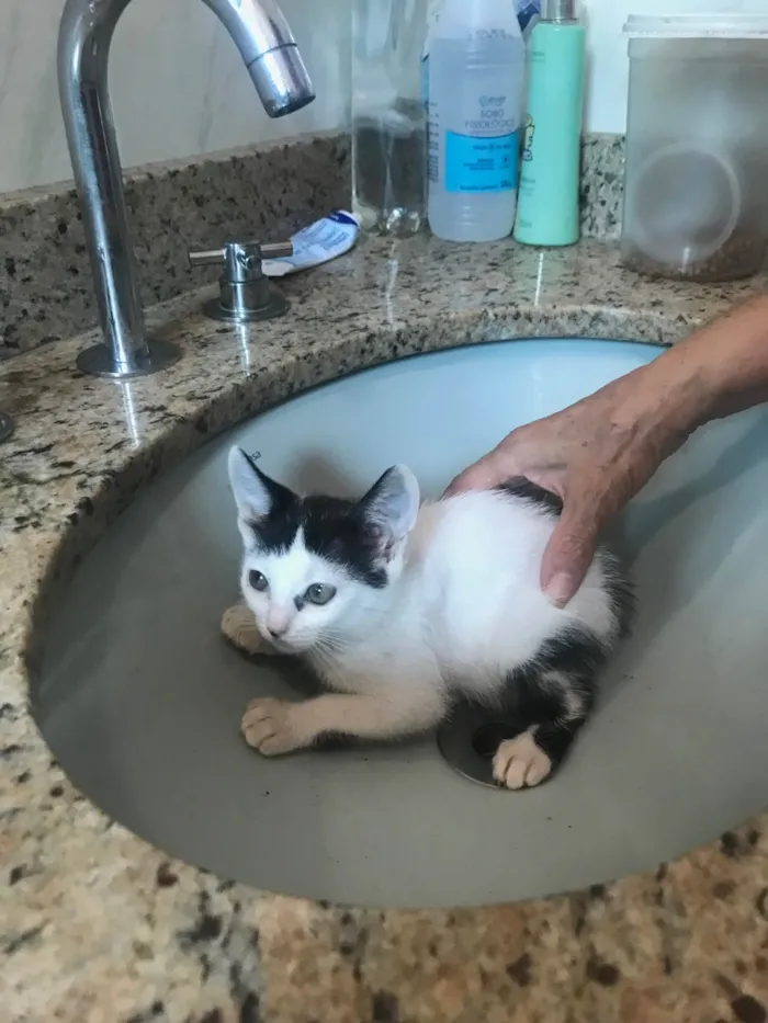 Gato ra a SRD-ViraLata idade 2 a 6 meses nome Mio bb2meses 