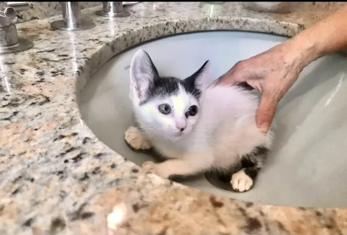 Gato ra a SRD-ViraLata idade 2 a 6 meses nome Mio bb2meses 
