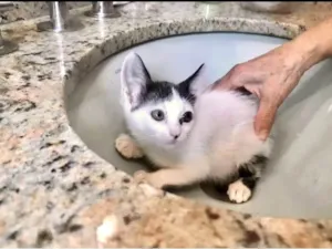 Gato raça SRD-ViraLata idade 2 a 6 meses nome Mio bb2meses 
