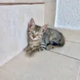 Fuji bb2meses 