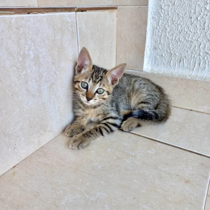 Gato ra a SRD-ViraLata idade 2 a 6 meses nome Fuji bb2meses 