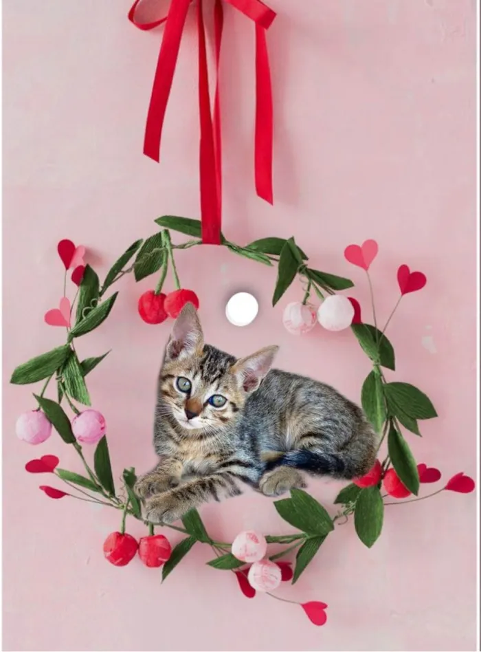 Gato ra a SRD-ViraLata idade 2 a 6 meses nome Fuji bb2meses 