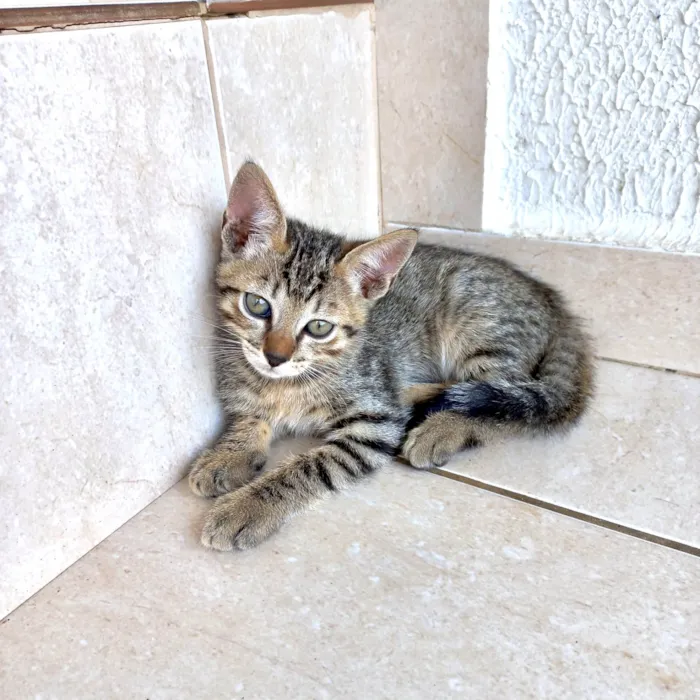 Gato ra a SRD-ViraLata idade 2 a 6 meses nome Fuji bb2meses 