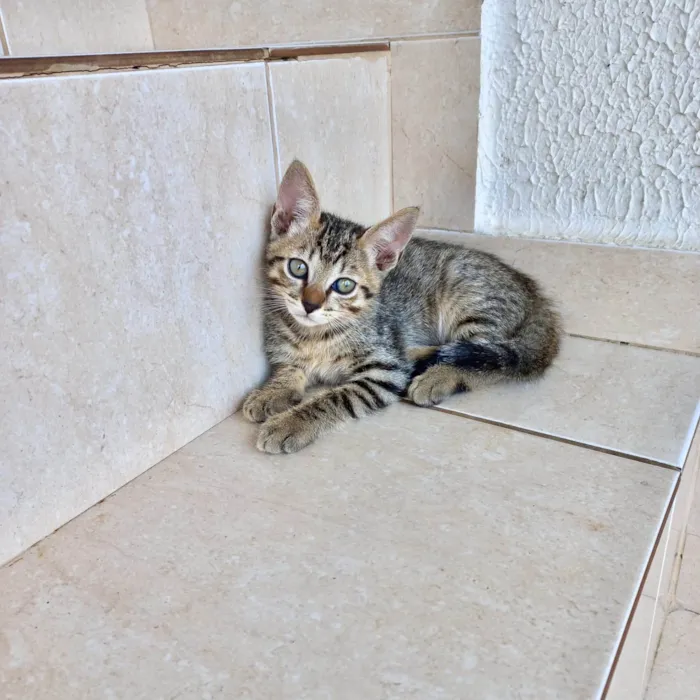 Gato ra a SRD-ViraLata idade 2 a 6 meses nome Fuji bb2meses 