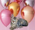 Fuji bb2meses 