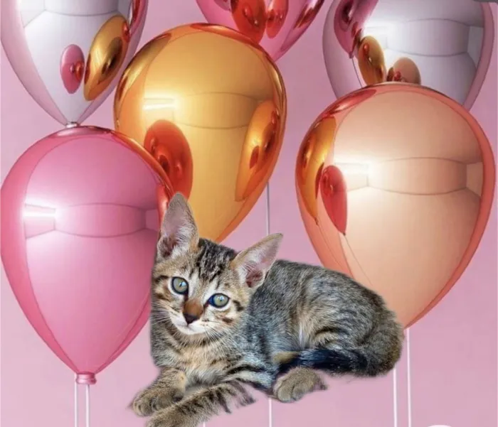 Gato ra a SRD-ViraLata idade 2 a 6 meses nome Fuji bb2meses 