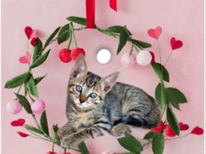 Gato raça SRD-ViraLata idade 2 a 6 meses nome Fuji bb2meses 