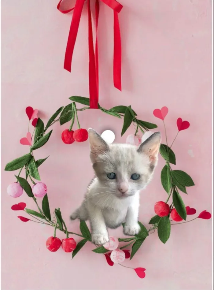 Gato ra a SRD-ViraLata idade 2 a 6 meses nome Bubby bb2meses 