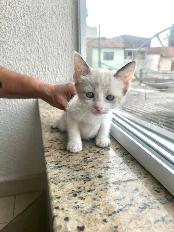 Gato ra a SRD-ViraLata idade 2 a 6 meses nome Bubby bb2meses 