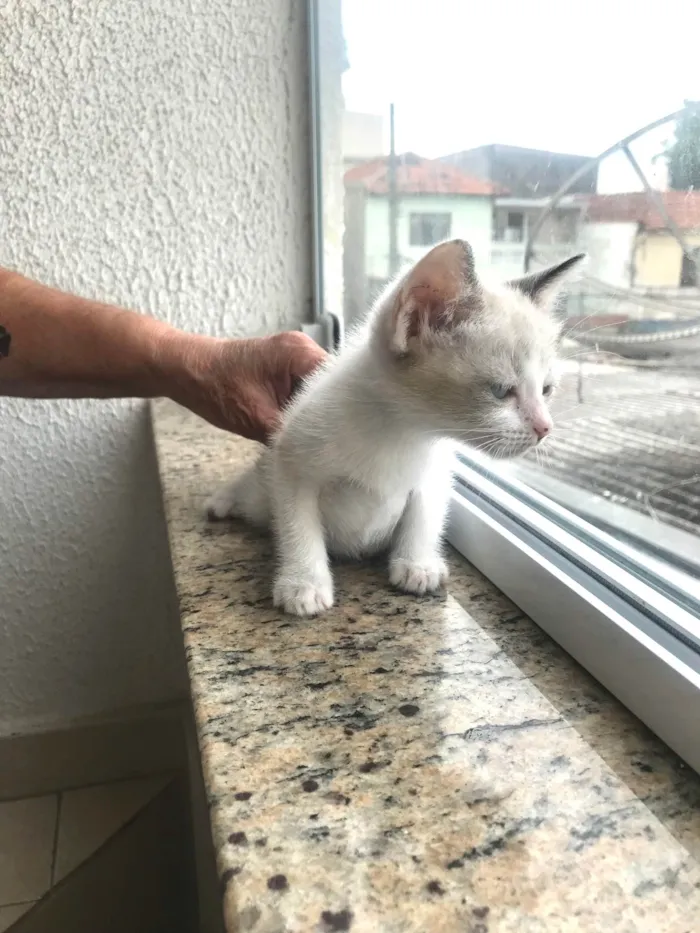 Gato ra a SRD-ViraLata idade 2 a 6 meses nome Bubby bb2meses 