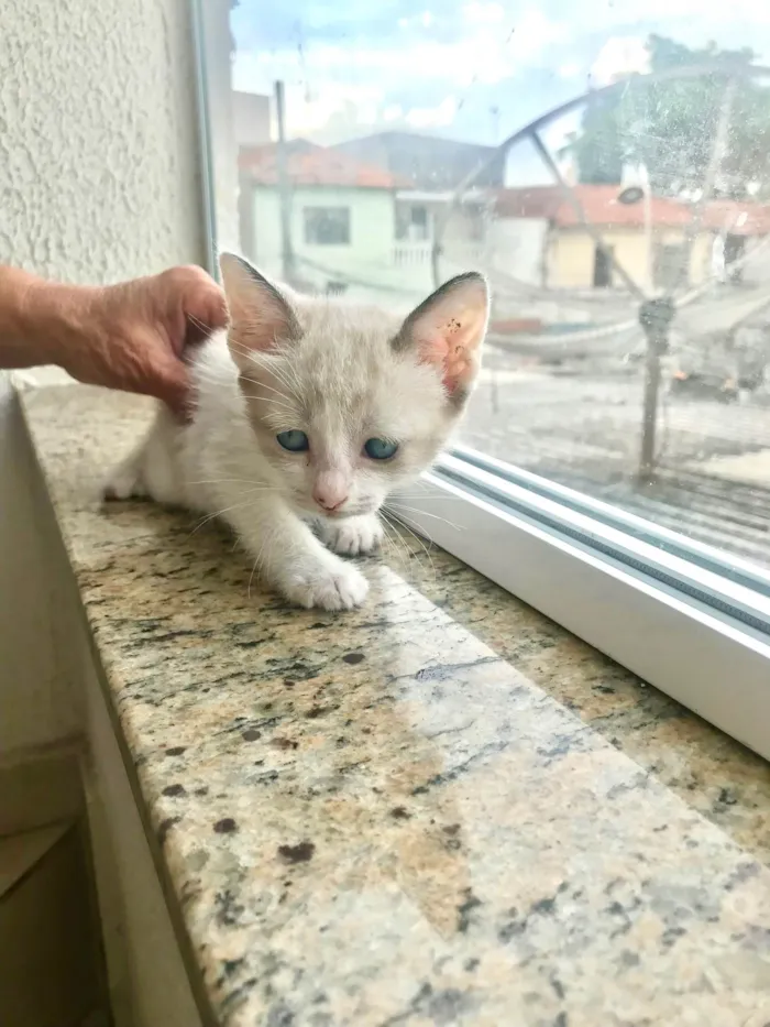 Gato ra a SRD-ViraLata idade 2 a 6 meses nome Bubby bb2meses 