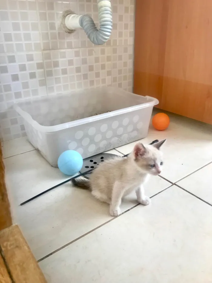 Gato ra a SRD-ViraLata idade 2 a 6 meses nome Bubby bb2meses 