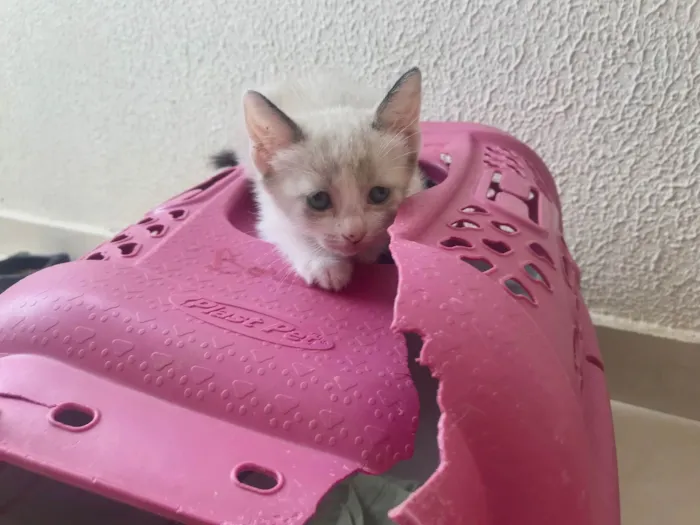 Gato ra a SRD-ViraLata idade 2 a 6 meses nome Bubby bb2meses 