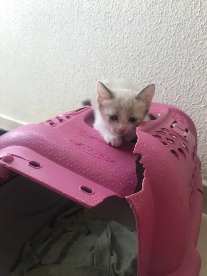 Gato ra a SRD-ViraLata idade 2 a 6 meses nome Bubby bb2meses 
