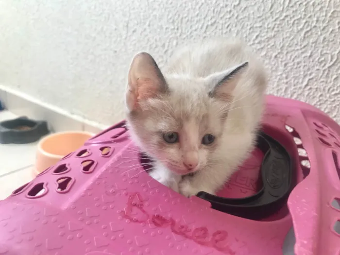 Gato ra a SRD-ViraLata idade 2 a 6 meses nome Bubby bb2meses 