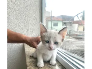 Gato raça SRD-ViraLata idade 2 a 6 meses nome Bubby bb2meses 