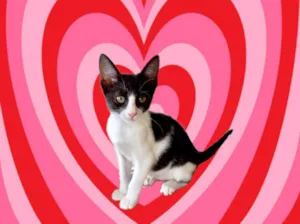 Gato raça SRD-ViraLata idade 2 a 6 meses nome Amélie bb2meses